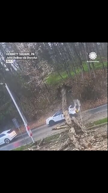 DRIVER EXCAPES DEADLY INCIDENT🚦🌳🚙AS HUGE TREE FELL ON TOP VEHICLE🚏🌲🚙💫