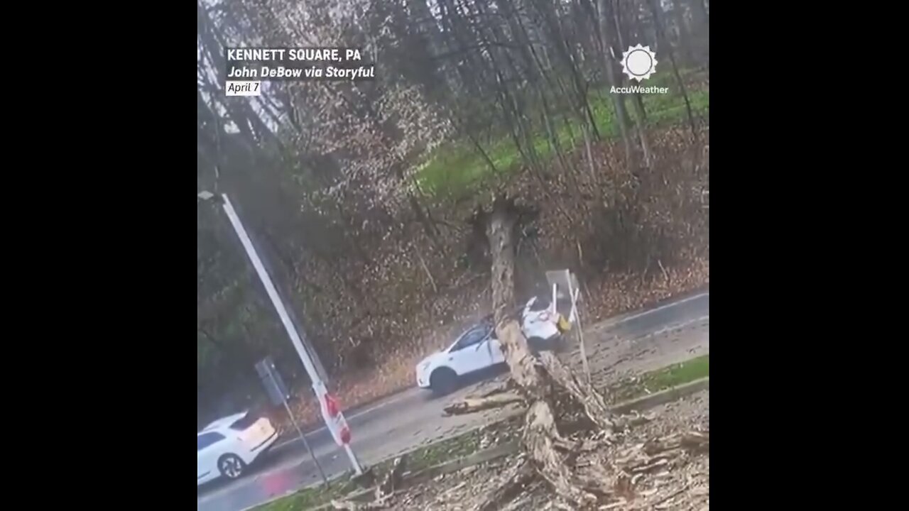 DRIVER EXCAPES DEADLY INCIDENT🚦🌳🚙AS HUGE TREE FELL ON TOP VEHICLE🚏🌲🚙💫