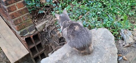 Surveying