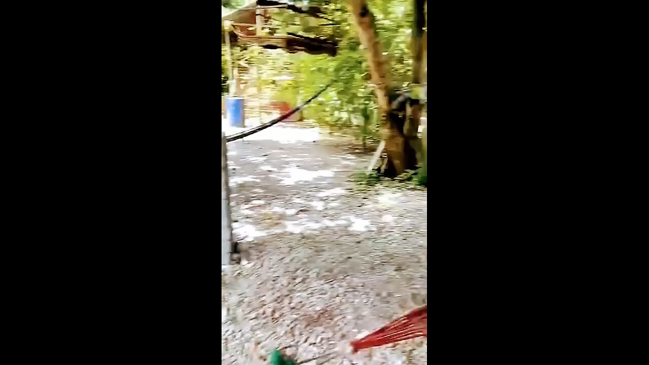 monkey funny smile new video Bandar ka funny video