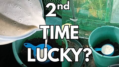 Slug Trap Test #2 – Will It Work This Time?