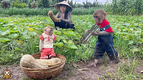 YiYi and YinYin obediently help mom harvest pumpkins to make cakes
