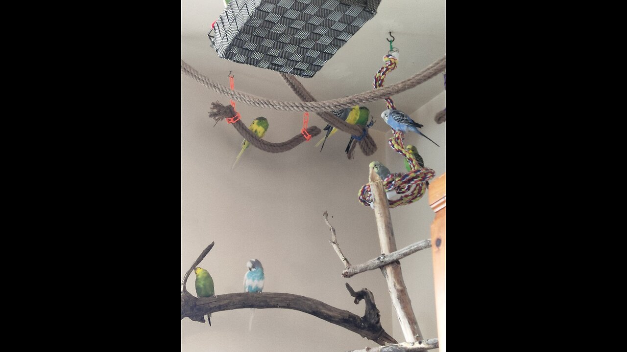 Bird chirps to calm your heart