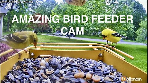 Amazing Birds Captured Up Close with my Mother’s Day Gift, a Bilantron Birdfeeder Cam