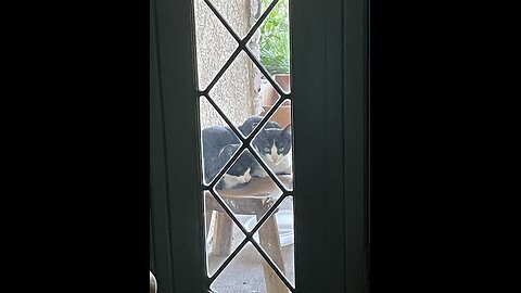 Update: Kittens & Cats