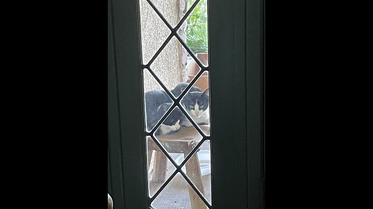 Update: Kittens & Cats