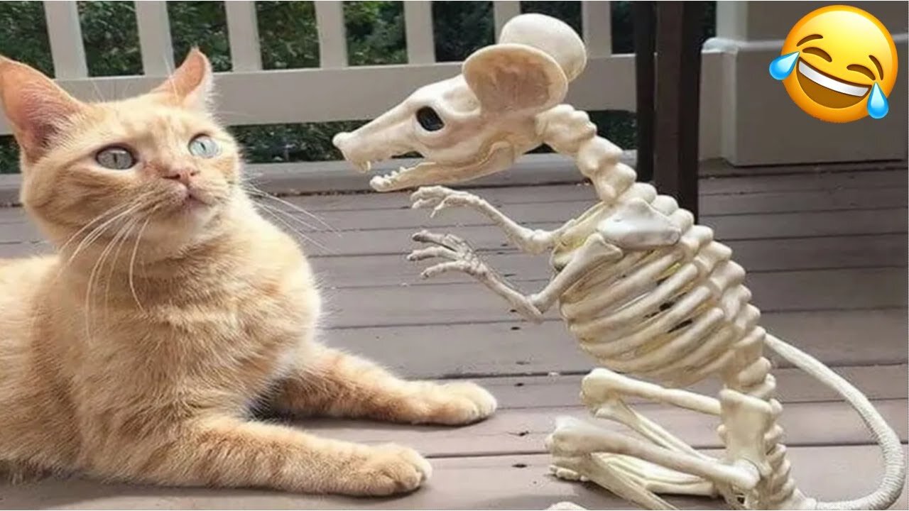 𝐘𝐨𝐮 𝐋𝐚𝐮𝐠𝐡 𝐘𝐨𝐮 𝐋𝐨𝐬𝐞 😍😸😹 | Hilarious Animal Videos 2025 😂 Adorable Dogs & Cats That Will Melt Your Heart!