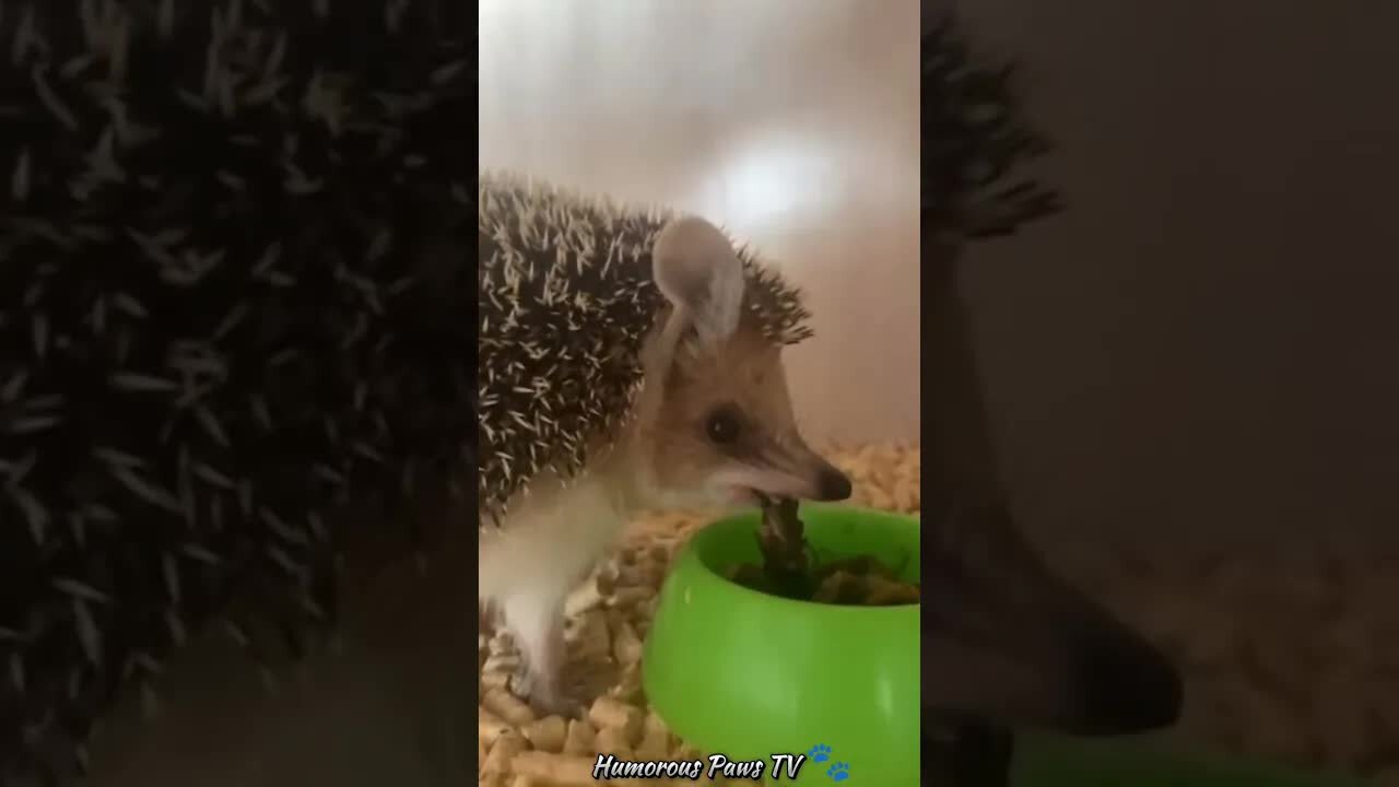 Funny animals 2024😂- Funniest Cats and Dogs Video😹🐶 #11