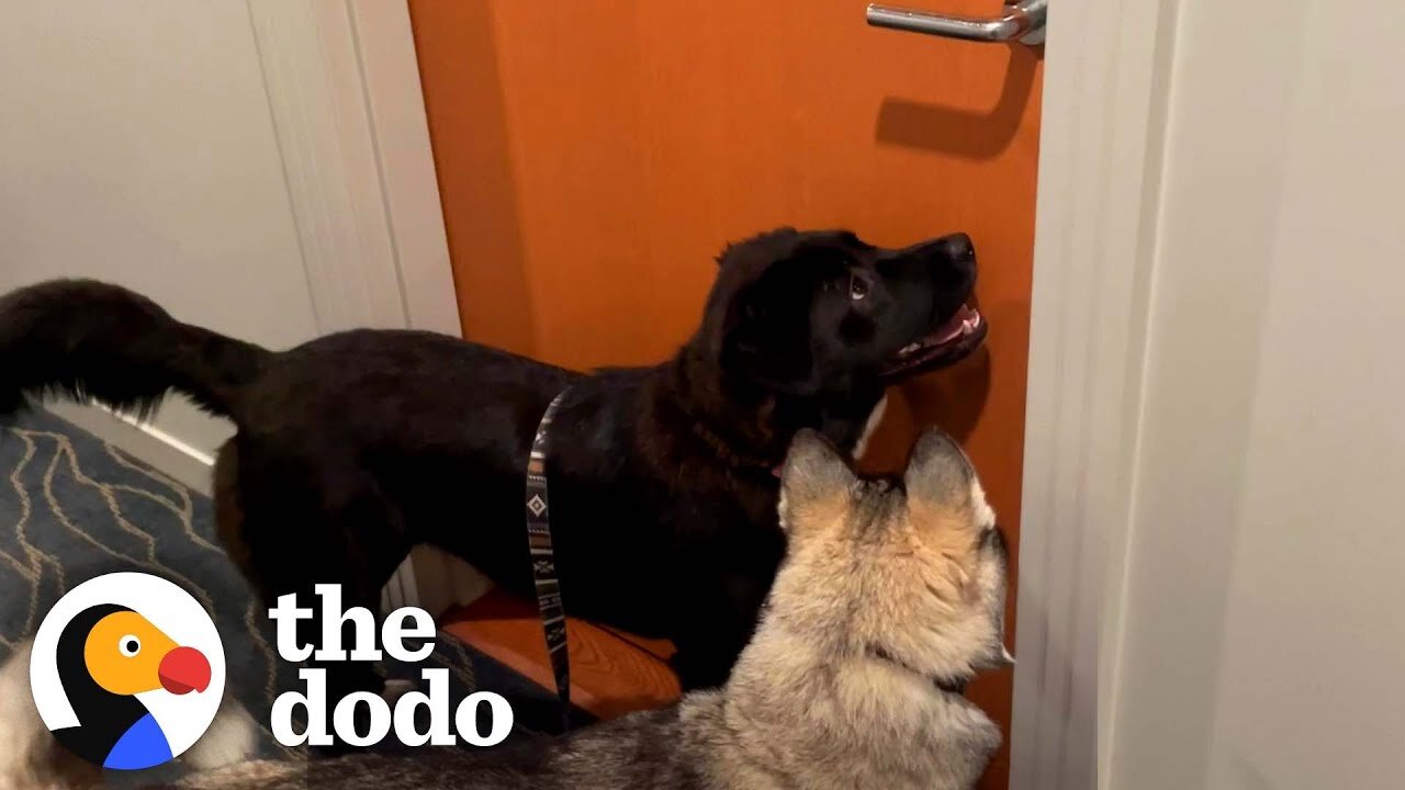 Husky Begs His Mom To Visit His Dog BFF Every Single Day | The Dodo