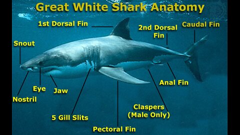 Sharks are Cool things that God Made