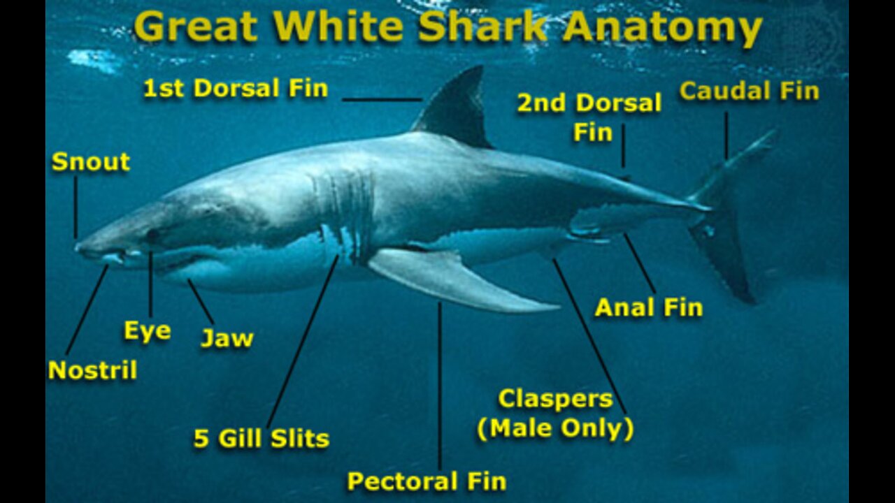 Sharks are Cool things that God Made
