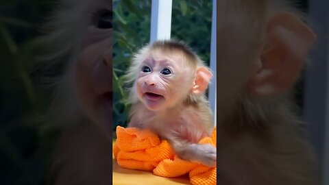 Baby Monkey Makes the Cutest Pre-Sneeze Face Ever! 🍼