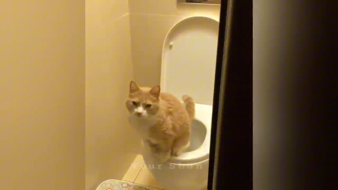 cute🥰 cat Funny 🤣Video Part3