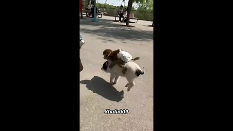 monkey us Dog as horse raider this is beast video funny animals videos very very funny