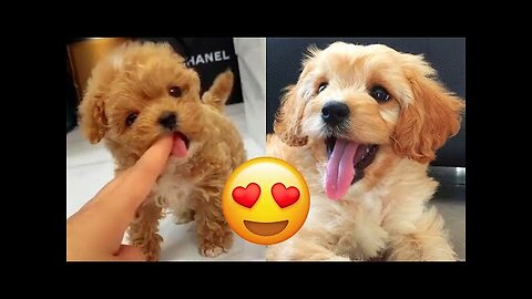 Cavapoo — Cute And Hilarious Videos And Tik Toks Compilation | Cavoodle