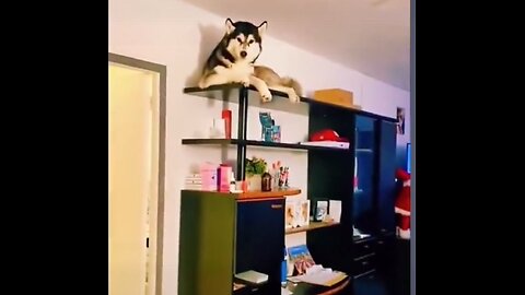 I Turned My Back for 2 Seconds and THIS Happened 😂🐕
