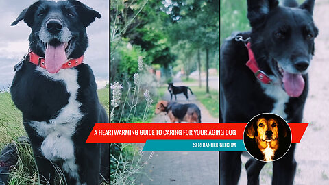 A Heartwarming Guide to Caring for Your Aging Dog