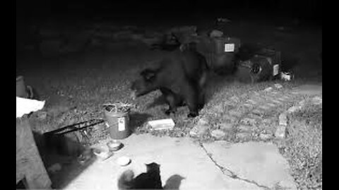 "Tiny Cat Takes on Big Bear 😱😂 Must Watch!"