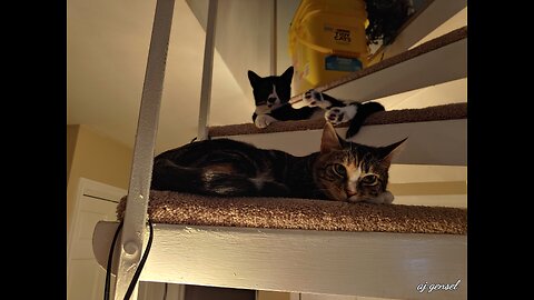 It's all in the tails