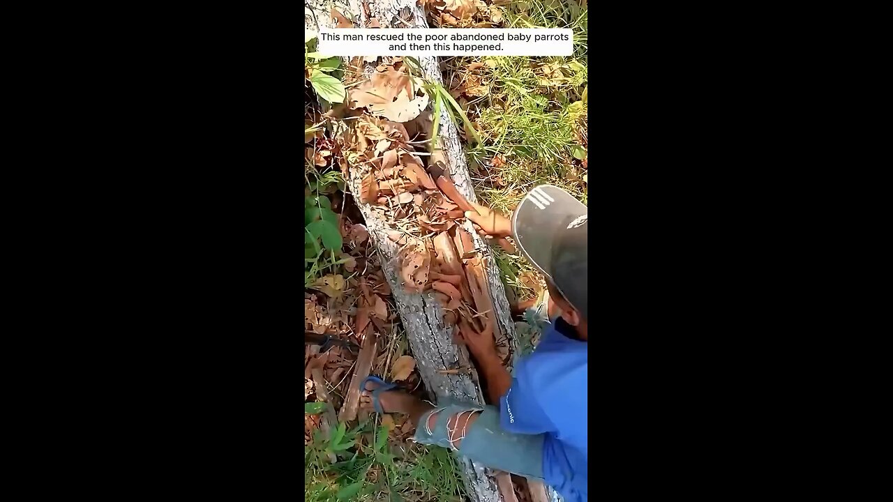 Man Rescues Abandoned Parrots