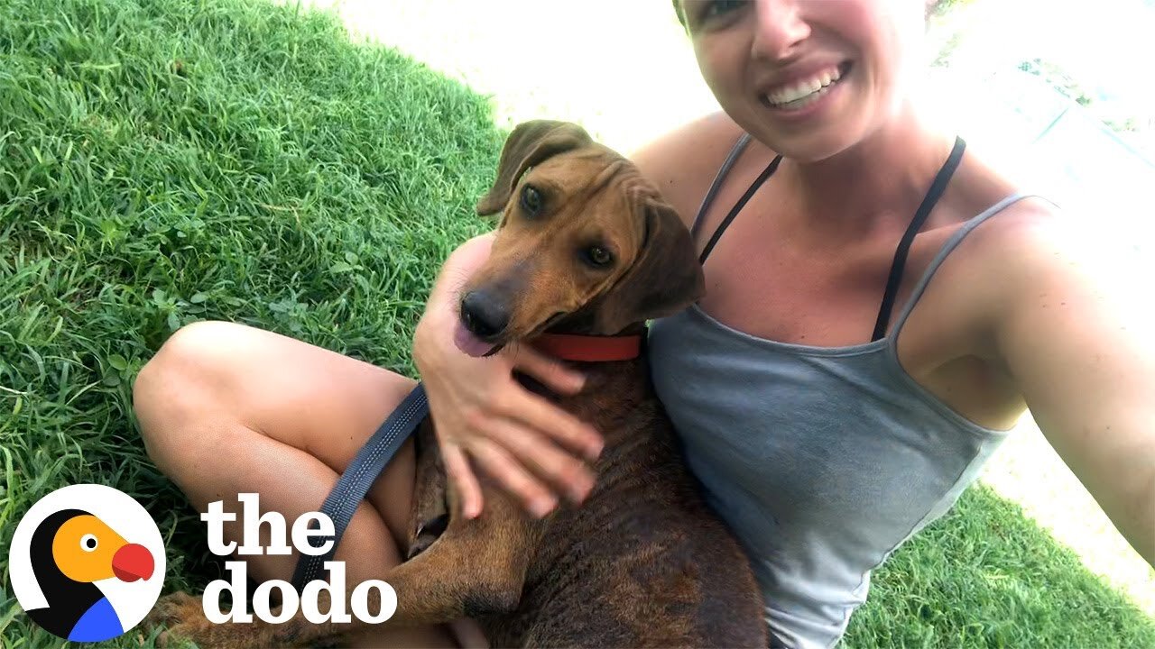Stray Kept Chasing Her — So She Promised to Find Her a Home | The Dodo