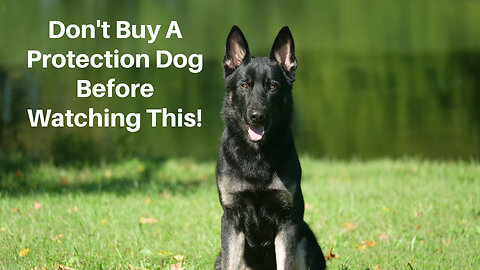 Don't Buy a Protection Dog Before Watching This