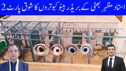 Ustad Mazhar Bhatti's Outclass Breeder Pigeons ( CM Party ) Watch In HD Urdu/Hindi