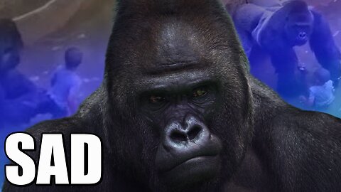 Silverback Gorilla vs 3 Year Old Boy