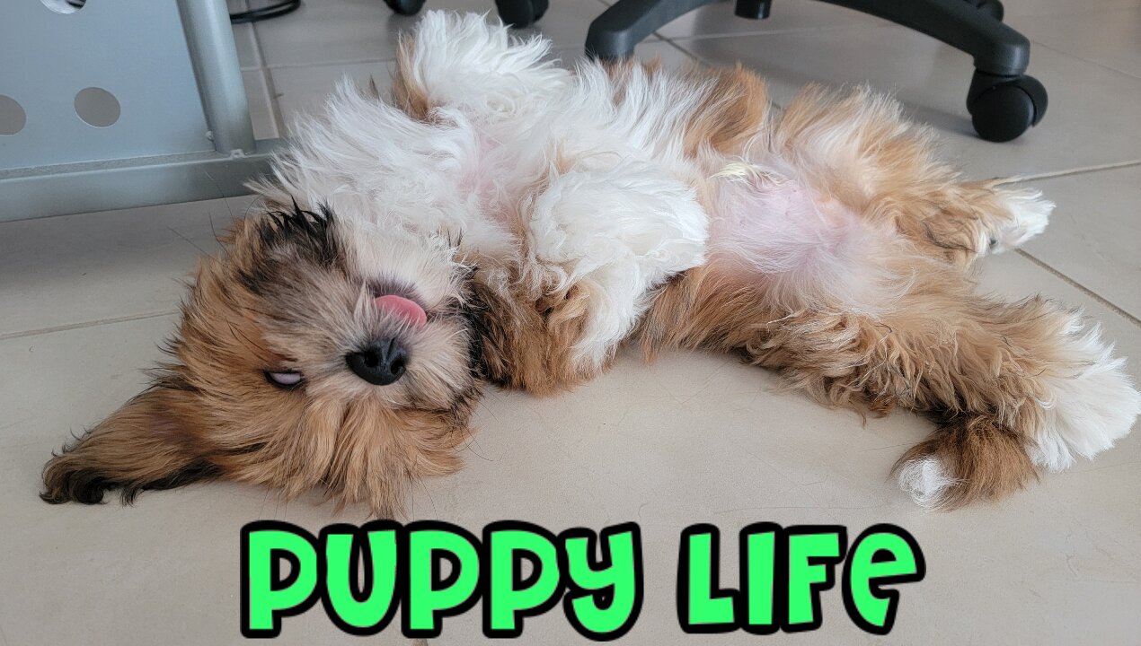 Puppy Life - Chasing his Tail, Spunky after Bath + More