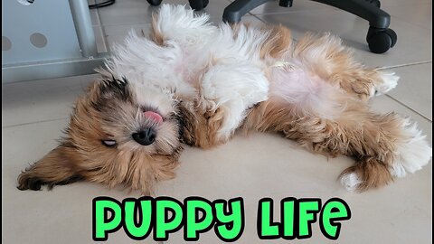 Puppy Life - Chasing his Tail, Spunky after Bath + More