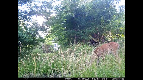 Deer Cam 06-24-2025 Game Cam Trail Cam