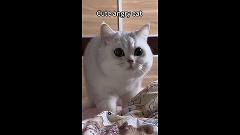 Cute Angry Cat