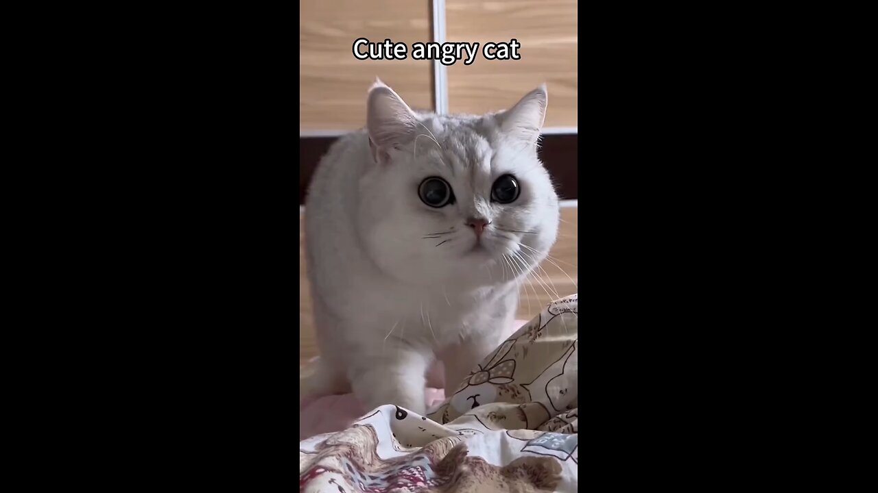 Cute Angry Cat