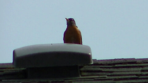 IECV NV #786 - American Robin On The Neighbors Roof By The Vent 4-2-2019