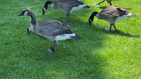 Canada Goose are walking and Feeding on Grass July 18 2025