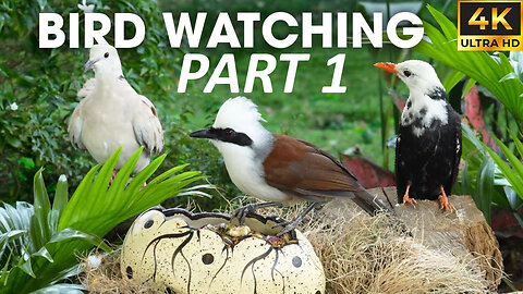 Squirrels & Birds Playing in Nature | Cat TV for Cat To Watch Bird - CatTV Central PART 1