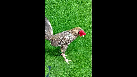 gallo
