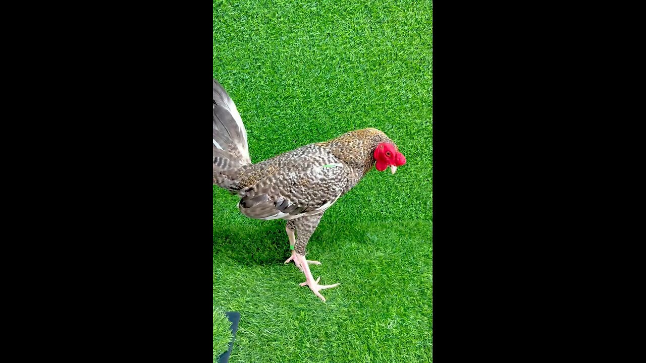 gallo