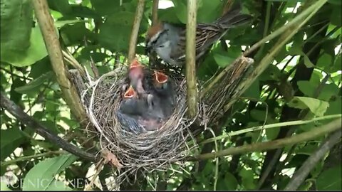 Birds That Call Jungle Home - Singing Birds | Forest Edition | Scenic Cinema With Nature Sounds 4K