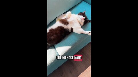 The World’s Laziest Cat Just Sleeps All Day! 💤
