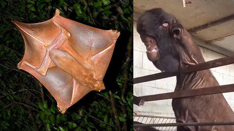 Creatures That Look Like They’re From Another Universe
