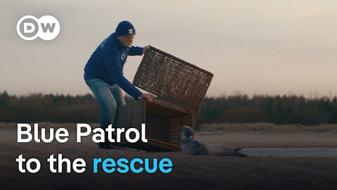 On patrol with Poland's baby seal rescuers | Focus on Europe