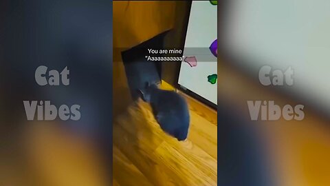 Funny Cat PART 8