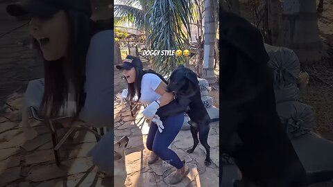 funny animals compilation #funnyanimals #animals #pets #shorts