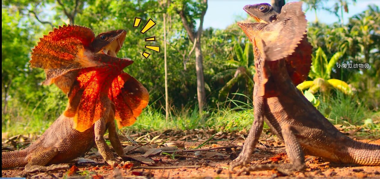 Amazing Animals in Their Natural Habitat