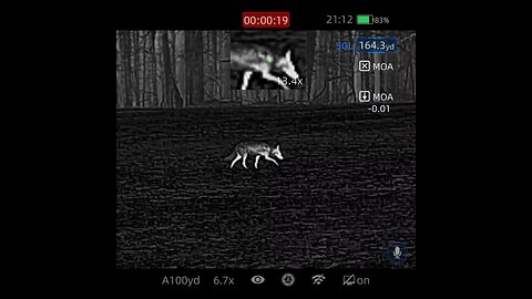 Coyote Hunt