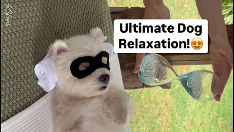 Most Relaxed Dog on Earth | So Satisfying to Watch!