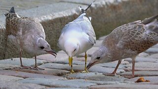 Common Gull Feeds Peeping Fledglings by Regurgitating Food to the Street