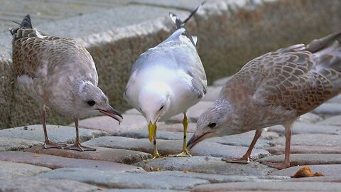 Common Gull Feeds Peeping Fledglings by Regurgitating Food to the Street