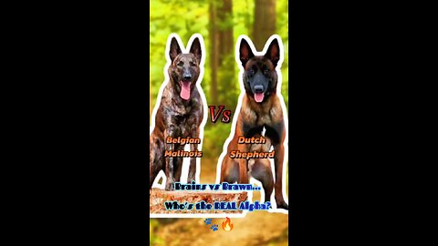 Battle of the Shepherds 🐾⚡ Who’s Stronger: Malinois or Dutch?